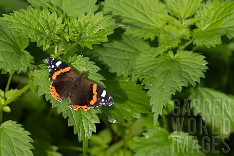 Red_admiral_butterfly_Vanessa_atalanta_on_Stinging_or_Common_nettle_Urtica_dioica_leaves_Suffolk_Eng