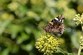 Red admiral butterfly Vanessa atalanta feeding on a Common ivy Hedera helix flower, Suffolk, England, UK, September