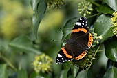 Red admiral butterfly Vanessa atalanta feeding on a Common ivy Hedera helix flower, Suffolk, England, UK, September