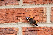 Red admiral butterfly Vanessa atalanta on brickwork of a house, Suffolk, England, UK, July