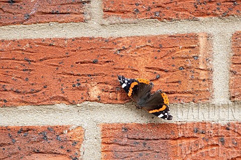 Red_admiral_butterfly_Vanessa_atalanta_on_brickwork_of_a_house_Suffolk_England_UK_July