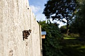 Red admiral butterfly Vanessa atalanta on a garden wooden fence, Suffolk, England, UK, August