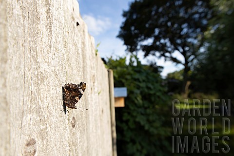 Red_admiral_butterfly_Vanessa_atalanta_on_a_garden_wooden_fence_Suffolk_England_UK_August