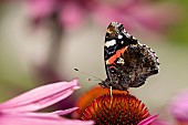 Red admiral butterfly Vanessa atalanta feeding on a Coneflower Echinacea purpurea flower, Norfolk, England, UK, August