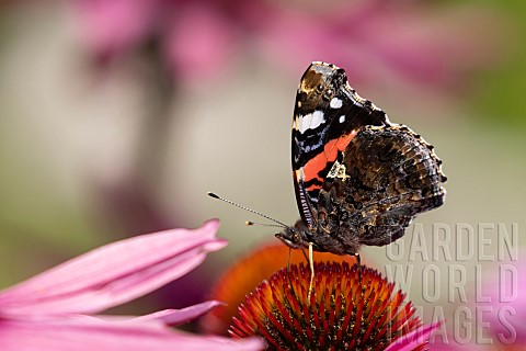 Red_admiral_butterfly_Vanessa_atalanta_feeding_on_a_Coneflower_Echinacea_purpurea_flower_Norfolk_Eng
