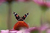 Red admiral butterfly Vanessa atalanta feeding on a Coneflower Echinacea purpurea flower, Norfolk, England, UK, August