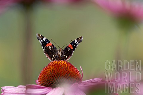 Red_admiral_butterfly_Vanessa_atalanta_feeding_on_a_Coneflower_Echinacea_purpurea_flower_Norfolk_Eng