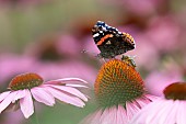 Red admiral butterfly Vanessa atalanta and Honey bee Apis mellifera feeding on a Coneflower Echinacea purpurea flower, Norfolk, England, UK, August