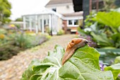 Red slug Arion rufus adult on a Swiss chard leaf in a garden raised bed, Suffolk, England, UK, September