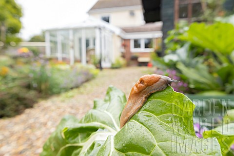 Red_slug_Arion_rufus_adult_on_a_Swiss_chard_leaf_in_a_garden_raised_bed_Suffolk_England_UK_September