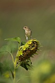 GREENFINCH PERCHED ON HELIANTHUS ANNUS