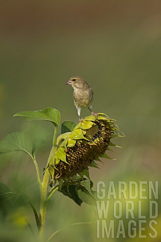 GREENFINCH_PERCHED_ON_HELIANTHUS_ANNUS