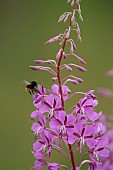 Red-tailed bumble bee Bombus lapidarius flying towards a Rosebay willowherb Chamaenerion angustifolium flower, Suffolk, England, UK, August