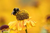 Red-tailed bumble bee Bombus lapidarius on a Sneezeweed Helenium autumnale flower, Suffolk, England, UK, August