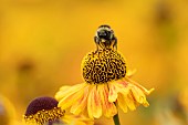 Red-tailed bumble bee Bombus lapidarius on a Sneezeweed Helenium autumnale flower, Suffolk, England, UK, August