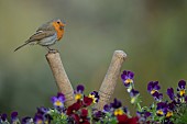 Robin Erithacus rubecula adult bird perched on a pair of garden shears amongst flowering Viola plants, Suffolk, UK, April