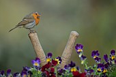 Robin Erithacus rubecula adult bird perched on a pair of garden shears amongst flowering Viola plants, Suffolk, UK, April