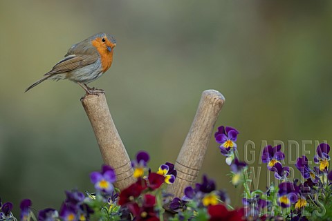 Robin_Erithacus_rubecula_adult_bird_perched_on_a_pair_of_garden_shears_amongst_flowering_Viola_plant
