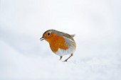 European robin Erithacus rubecula adult bird in a snow covered garden, Suffolk, England, UK, March