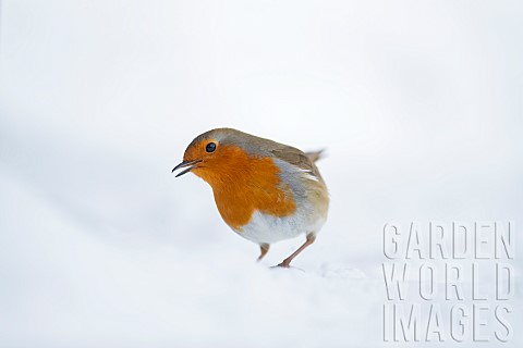 European_robin_Erithacus_rubecula_adult_bird_in_a_snow_covered_garden_Suffolk_England_UK_March
