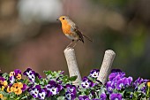 European robin Erithacus rubecula adult bird on a garden shears handle in a flower tub filled with flowering pansies, Suffolk, England, UK, April