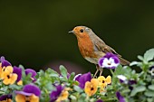 European robin Erithacus rubecula adult bird on a garden flower tub filled with flowering pansies, Suffolk, England, UK, May