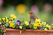 European robin Erithacus rubecula adult bird on a garden flower tub filled with flowering pansies, Suffolk, England, UK, May