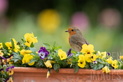 European_robin_Erithacus_rubecula_adult_bird_on_a_garden_flower_tub_filled_with_flowering_pansies_Su