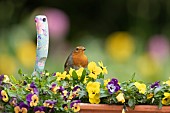 European robin Erithacus rubecula adult bird on a garden flower tub filled with flowering pansies, Suffolk, England, UK, May