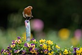 European robin Erithacus rubecula adult bird on a garden trowl handle in a flower tub filled with flowering pansies, Suffolk, England, UK, May