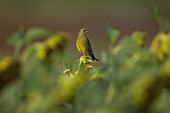 GREENFINCH PERCHED ON HELIANTHUS ANNUS