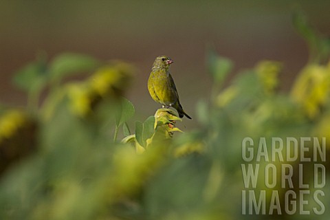 GREENFINCH_PERCHED_ON_HELIANTHUS_ANNUS