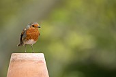 European robin Erithacus rubecula adult bird on a garden flower pot, Suffolk, England, UK, May