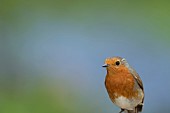 European robin Erithacus rubecula adult bird head portrait, Suffolk, England, UK, May