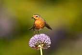 European robin Erithacus rubecula adult bird on a garden Allium flower spike, Suffolk, England, UK, May