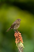 European robin Erithacus rubecula juvenile bird on a Red-hot poker Kniphofia spp flower spike, Suffolk, England, UK, June