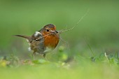 European robin Erithacus rubecula adult bird collecting nesting material in a garden, Suffolk, England, UK, April