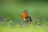 European robin Erithacus rubecula adult bird collecting nesting material in a garden, Suffolk, England, UK, April