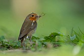 European robin Erithacus rubecula adult bird collecting nesting material in a garden, Suffolk, England, UK, April