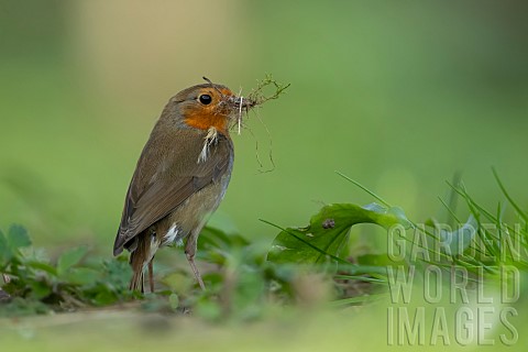 European_robin_Erithacus_rubecula_adult_bird_collecting_nesting_material_in_a_garden_Suffolk_England