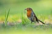 European robin Erithacus rubecula adult bird collecting nesting material in a garden, Suffolk, England, UK, April