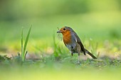 European robin Erithacus rubecula adult bird collecting nesting material in a garden, Suffolk, England, UK, April