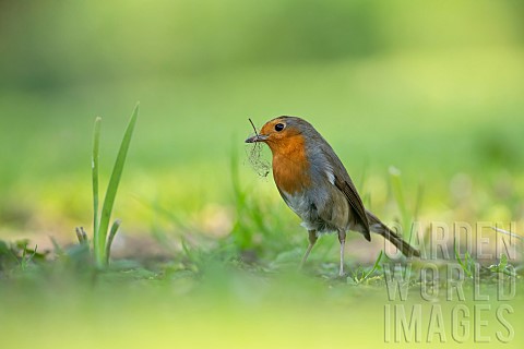 European_robin_Erithacus_rubecula_adult_bird_collecting_nesting_material_in_a_garden_Suffolk_England