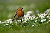 European robin Erithacus rubecula adult bird amongst flowering daisies on a garden lawn, Suffolk, England, UK, April