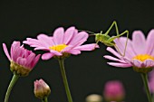 SPECKLED BUSH CRICKET LEPTOPHYES PUNCTATISSIMA ON A GARDEN FLOWER