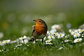 European robin Erithacus rubecula adult bird amongst flowering daisies on a garden lawn, Suffolk, England, UK, April