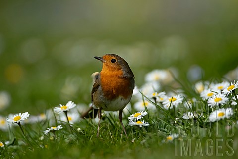 European_robin_Erithacus_rubecula_adult_bird_amongst_flowering_daisies_on_a_garden_lawn_Suffolk_Engl
