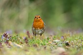 European robin Erithacus rubecula adult bird amongst spring flowers, Suffolk, England, UK, April