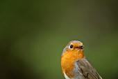 European robin Erithacus rubecula adult bird singing, Suffolk, England, UK, April