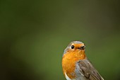 European robin Erithacus rubecula adult bird singing, Suffolk, England, UK, April